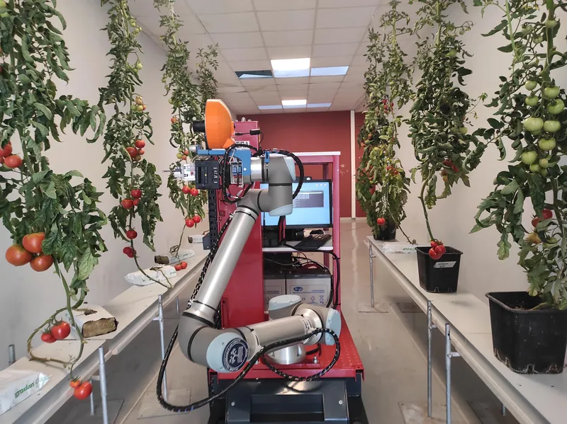 Robotic arm on a mobile base between tomato plants in the lab