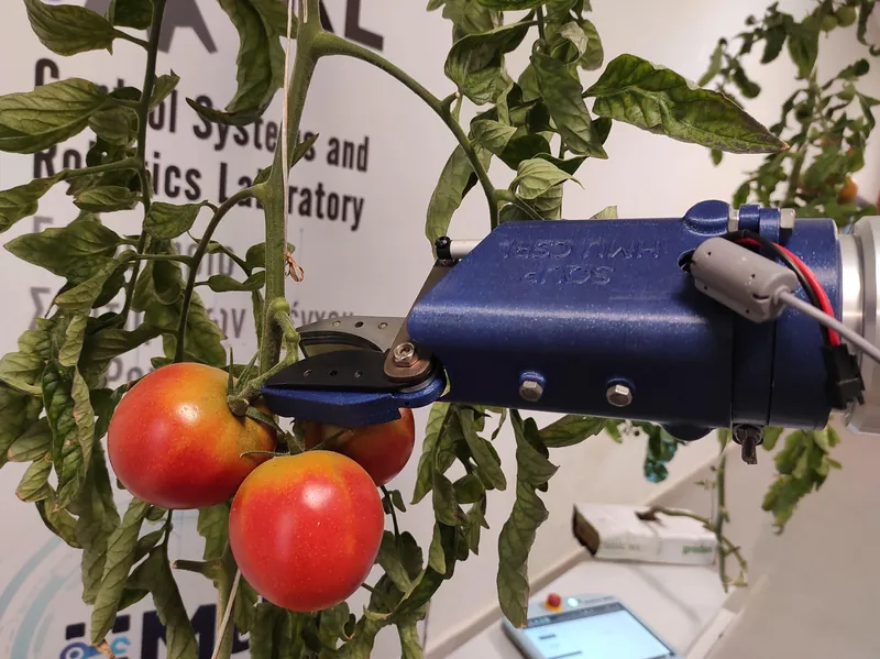 Custom gripper with a camera next to ripe tomatoes on the vine